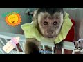 Good ️Morning From Our 3 Monkeys Cage Their Breakfast Toby Angelika Russel