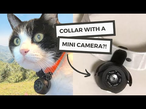 Cat Camera Collars That Make Your Cats Easy to Find in the Dark | Glow Track Collars