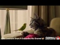 Singing Cat Amazing Cat Funny Song WhatsApp Status Video