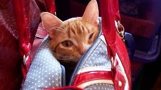 Puss in Purse