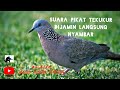 Suara Pikat Burung Tekukur Langsung Mendekat Hanting Berburutekukur