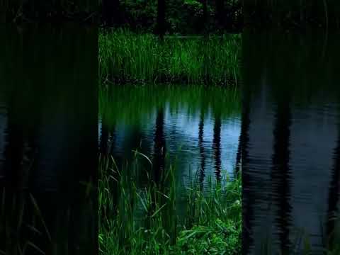 "Evening Birds Chirping" #subscribe #trending #like #viral