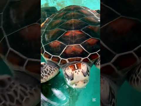 එයාගෙ cute හිනාව / Ready.. Say Cheese - Joyful, smiling Sea Turtle🤗🥰😁#shorts