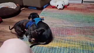 Video preview image #1 Dachshund Puppy For Sale in San Antonio, TX, USA