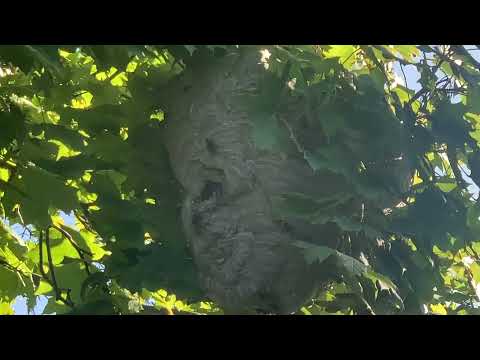 One Large Hornets Nest in a Tree in Brick, NJ