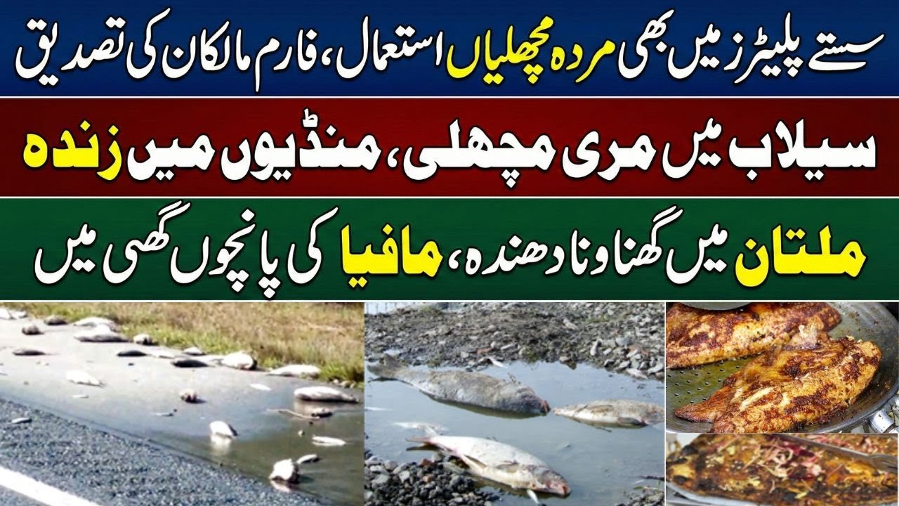 Shocking Food Scam in Multan | Dead Fish Used in Cheap Platters, Mafia Exposed