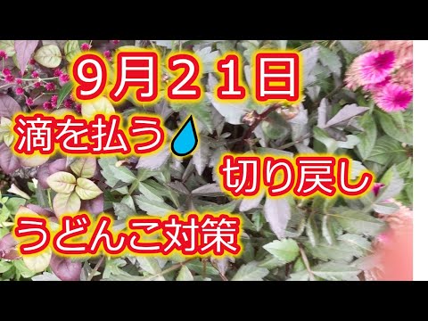 園芸 メドウゼラニウム
