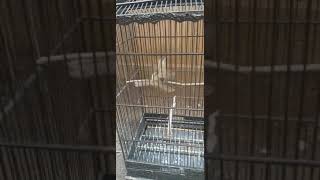 Download lagu Dapat TRUCUKAN muda hutan prospek mp3 Download lagu Dapat TRUCUKAN muda hutan prospek mp3