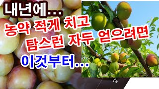 내년 자두... 농약 적게 치고 탐스럼 자두 얻으려면, 이것부터( 자두 재배, 자두 병충해 방제, 병충해 번…
