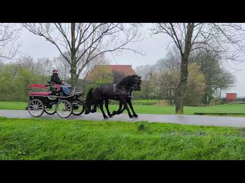 Stal Okkema's pair of geldings - left Boaike & right Ouke