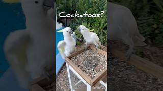 Cockatoos or Sardines? オウムかイワシか？