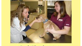Veterinary assistant jobs in kingston ontario