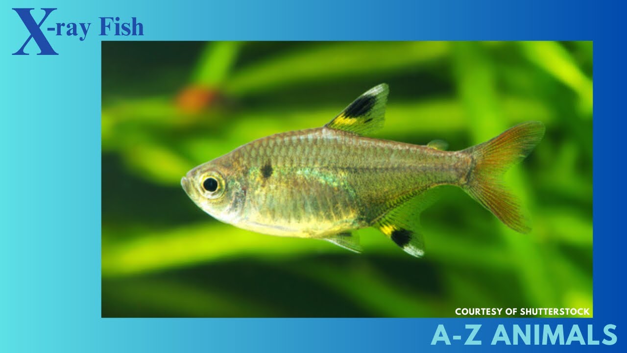 Fun Facts about the X-ray Fish