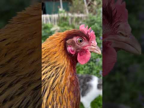Maranshenne rebhuhnfarbig goldhalsig #hühnerliebe #hühner #chickenlover #schokoeier #marans #chicken