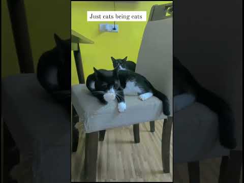 #catlaughs #catlover #catlife