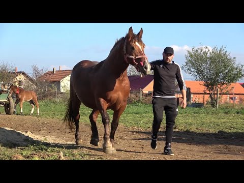 Iapa cu manz a lui Zoli de la Mediesu Aurit, Satu Mare - 2022 Nou!!!