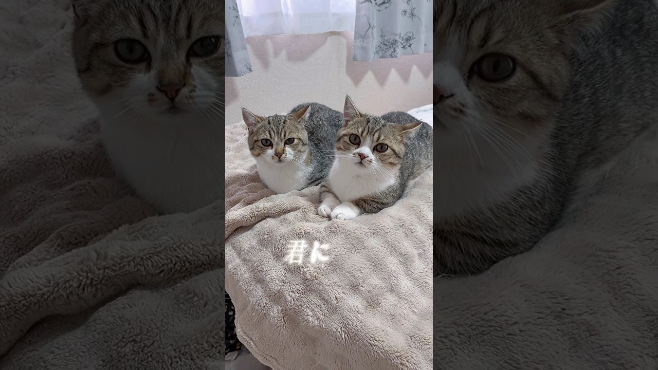 三姉妹に夢中🐱🩷️🩵💛 #猫のいる暮らし #猫 #ねこ #子猫 #kitten #cat