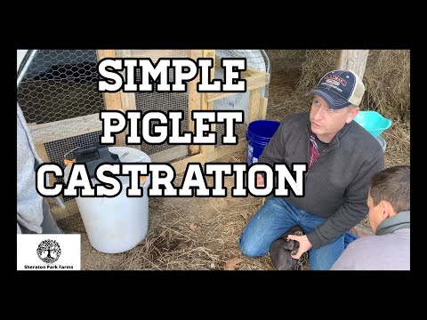 , title : 'DIY Pig Castration - No Expensive Vet Bill'