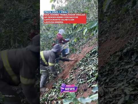 RAUL SOARES: TRABALHADOR VIRALIZA AO DESCER MORRO COM SACO DE CAFÉ DURANTE COLHEITA EM LAVOURA