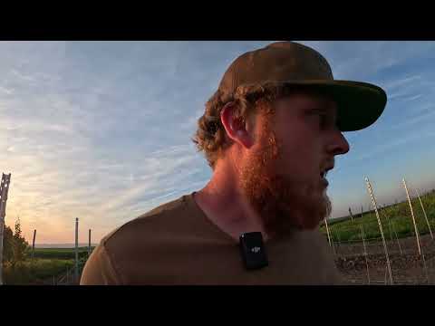 Wein Volg #4 Ein neuer Weinberg entsteht. Neuer Draht, Pfosten, Umkehrerziehung, Ausbrechen