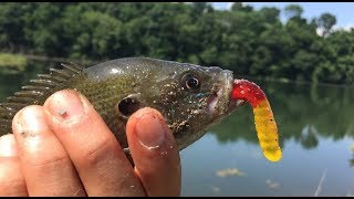 I Caught a Fish with a GUMMY WORM!!!