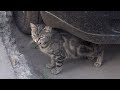 A Shy Young Cat Meows And Two Black Cats