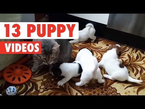 13 Funny Puppies | Cute Dog Video Compilation 2017