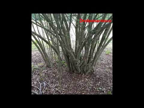 Nuclear War, The Neutron Bomb The How and The Why. Russia, Nato, China, US & WW3, Grid Down