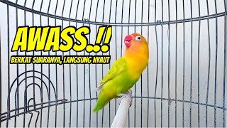 Download lagu Lovebird Gacor Ngekek Panjang PALING COCOK BUAT PANCINGAN, LB DIAM Langsung IKUT BUNYI mp3