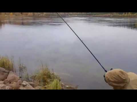 Salmon fishing in Boden!