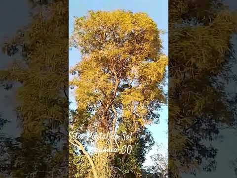 Sinfonia dos pássaros. Sítio Portal do Sol. Caiapônia-GO.