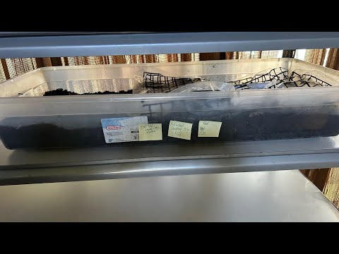 Small Sift of Grow Out Bin Plus Starting a Wedge Method of Bon Management