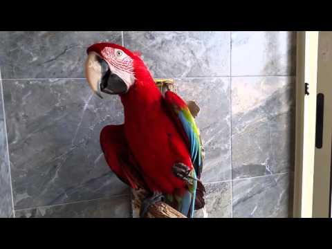 Pappagallo parlante Ara