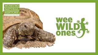 Download Lagu Turtles - Wee Wild Ones on the Web (Season 1, Episode 10) Thumbnail