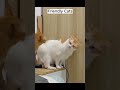Cute Cats Playing Together Adorable Feline Fun
