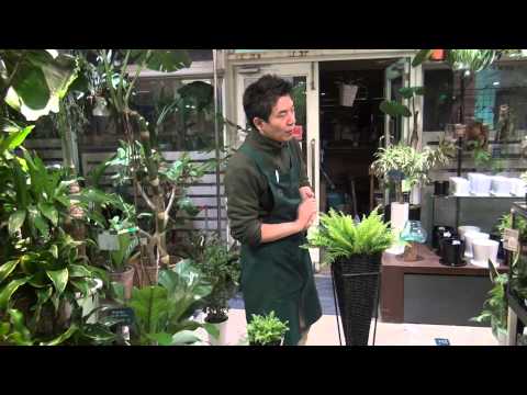 シダを室内に取り込む時期はいつ？簡単にメンテナンスするにはどうすればよいでしょうか?  庭園