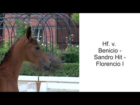 Hf v Benicio x Sandro Hit x Florencio I 2020