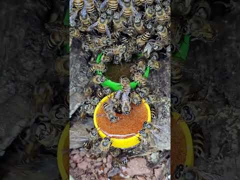 Helping Weak Honey Bees Survive Winter