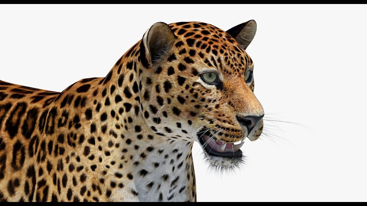 Amur Leopard 3D Model