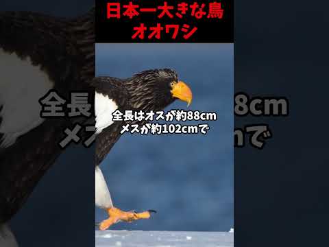 Nuvola アプリ gaim.png