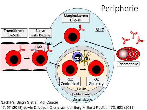 Vorgänge in der Milz, Rolle der TH2-Zellen