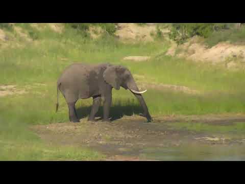 Djuma: Lone Elephant bull - 16:58 - 01/29/19