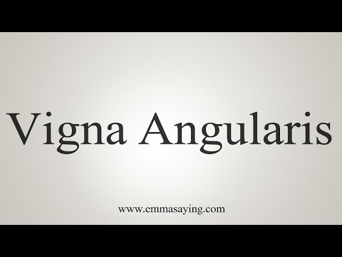 How To Say Vigna Angularis