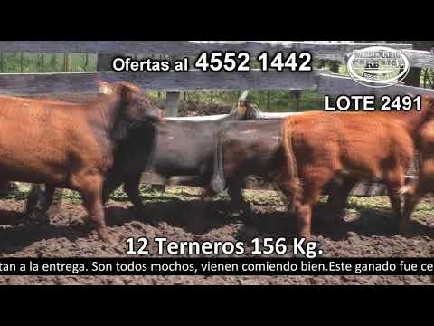 Lote 12 Terneros 4 HE c/  RA,  3 HE c/  AA,  3 AA y 2 RA 156kg -  en Costas del Colla Ruta 2 Km 147