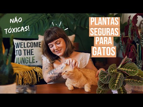 , title : '27 Plantas SEGURAS para GATOS e CACHORROS! 🐱🌿🐶'