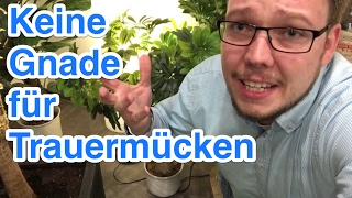 Kleine schwarze Trauermücken in Blumen bekämpfen