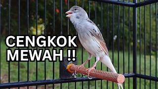 Download lagu Kenari Gacor Ngerol Sampai Tuntas – Cocok untuk Isian & Pancingan Kenari PAUD AGAR BUNYi mp3 Download lagu Kenari Gacor Ngerol Sampai Tuntas – Cocok untuk Isian & Pancingan Kenari PAUD AGAR BUNYi mp3