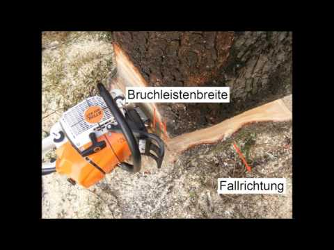 Fälltechnik Tutorial