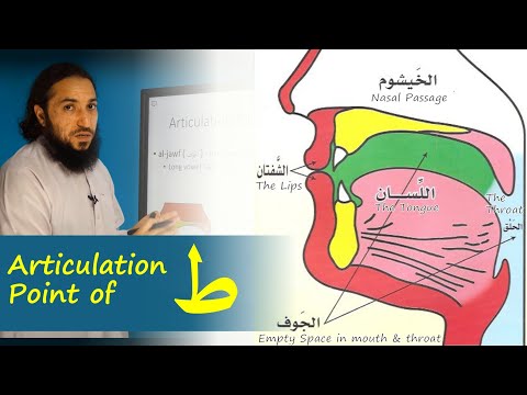 Articulation Point (Makhraj) of T_aa ( ط ) | Lesson 16