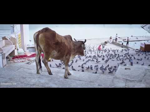 Thierry David - Song of Freedom